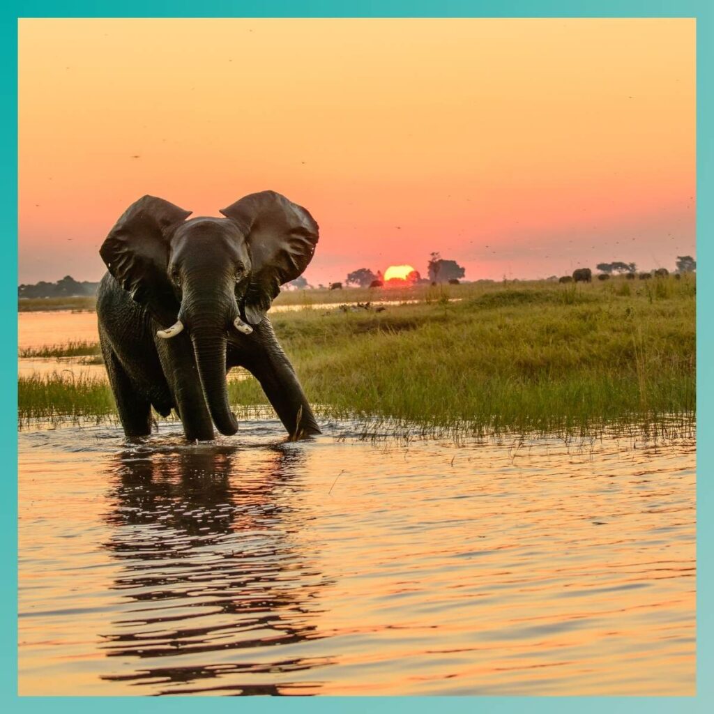 terugblik 2025 Microsign Olifant in Botswana